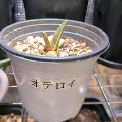 アガベ　チタノタ　オテロイ