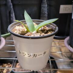 アガベ　トランカータ