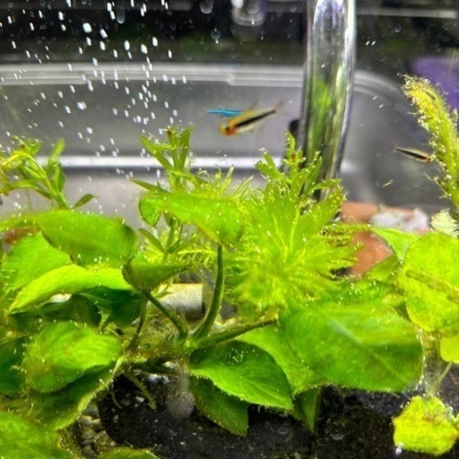 【バラ売りに変更】９０センチ水槽・生体込み一式