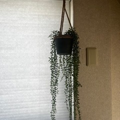 人工観葉植物の画像