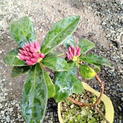 赤花、沈丁花 