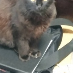 真っ黒の可愛いメス猫ちゃん