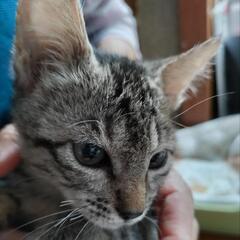 猫と人が大好きです - 熊本市
