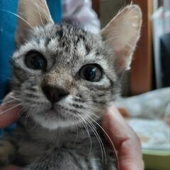 猫と人が大好きです
