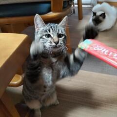 猫と人が大好きです − 熊本県