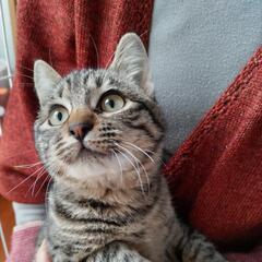 猫と人が大好きです - 猫