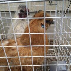 アメリカンシルキーオス