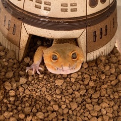 決まりました。レオパ　タンジェリンheエクリプス