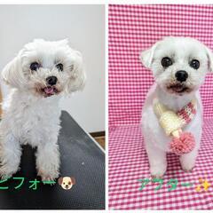 ✨小型犬トリミングサロン　レオン🐶