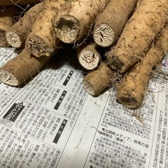 【お話中】★2023年産★ 長芋 ながいいも 約4.5キロ H-2 早い物勝ちですの画像