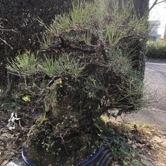 再々値下げしました‼︎石着き黒松盆栽