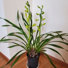 洋蘭（シンビジューム）差し上げます。
