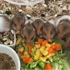 ゴールデンハムスター（ノーマル）赤ちゃん　11匹