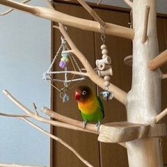 インコ用止まり木　2メートル　3分割できますの画像