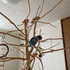 インコ用止まり木　2メートル　3分割できますの画像