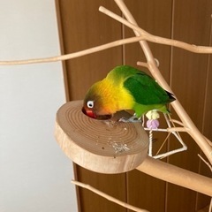 インコ用止まり木　2メートル　3分割できますの画像