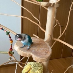 インコ用止まり木　2メートル　3分割できますの画像