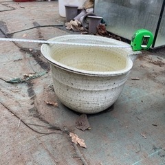 睡蓮鉢　めだか　ビオトープ　に