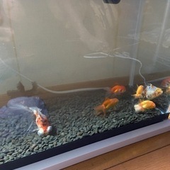 金魚譲ります。