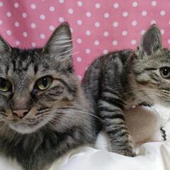 猫好きな方のご協力お願いします。 - 里親募集
