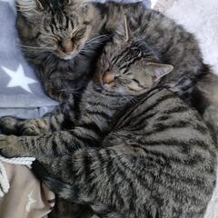猫好きな方のご協力お願いします。 - 栗原市