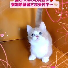 3/3(日)譲渡会♪9月生短足マンチカン♂レッドタビー＆ホワイト...