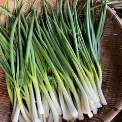 好評に付き第三弾　畑で採れた野菜　2名ご依頼中まだあります