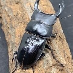 カブトムシの中古が安い!激安で譲ります・無料であげます(132 カブトムシの中古が安い!激安で譲ります・無料であげます(132
