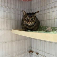 天真爛漫な女の子🐱ずっとのおうち探し