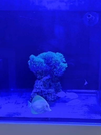 キイロハギ、スターポリプ 、カクレクマノミ