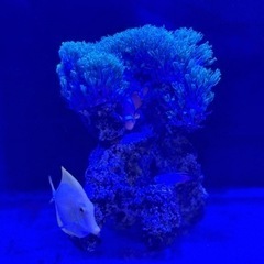 キイロハギ、スターポリプ 、カクレクマノミの画像