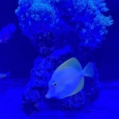 キイロハギ、スターポリプ 、カクレクマノミの画像