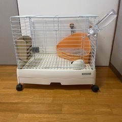 ネザーランドドワーフ − 宮崎県