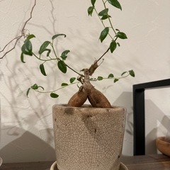 観葉植物・ガジュマルの画像