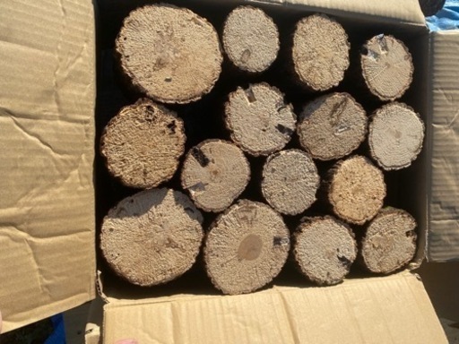 産卵木販売します！