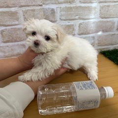 12月生／マルチーズ4兄妹 ※残り女の子1匹となりました‼️ - 地元のお店