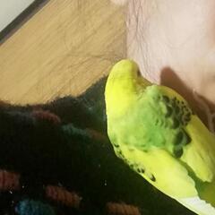 黄色¬緑色のセキセイインコが迷子になりました
