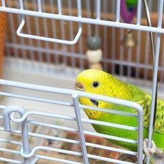 【お話し中】セキセイインコの里親募集