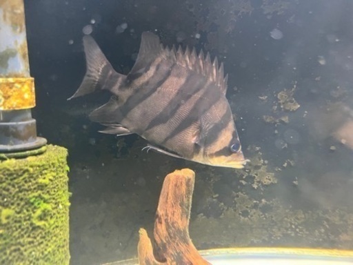 ダトニオプラスワン