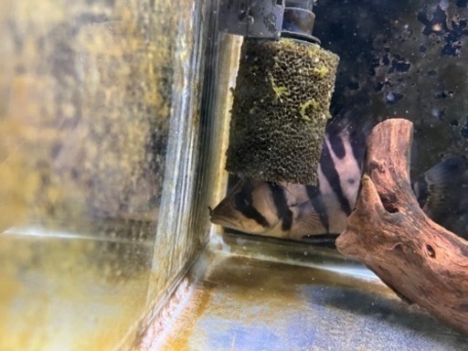 ダトニオプラスワン