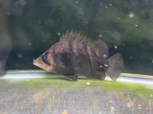 ダトニオプラスワン