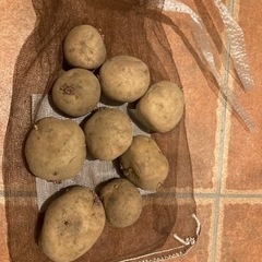 男爵いも　種いも