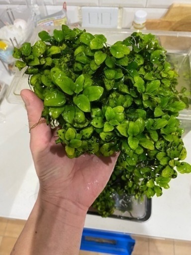 アヌビアス・ナナプチ　群生株