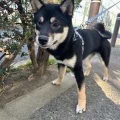 黒柴女の子。※お迎えが早急でも可能な方。 - 足立区