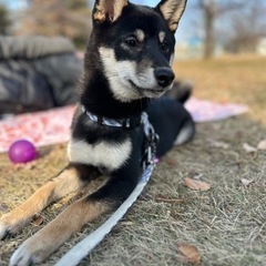 黒柴女の子。※お迎えが早急でも可能な方。 - 犬