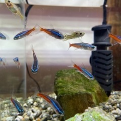 【取引中】熱帯魚　ネオンテトラ　グッピー　ヤマトヌマエビの画像