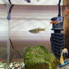 【取引中】熱帯魚　ネオンテトラ　グッピー　ヤマトヌマエビの画像