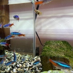 【取引中】熱帯魚　ネオンテトラ　グッピー　ヤマトヌマエビの画像