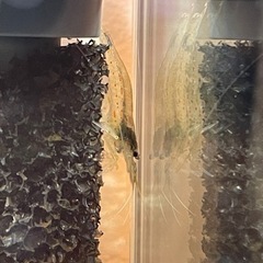 【取引中】熱帯魚　ネオンテトラ　グッピー　ヤマトヌマエビの画像