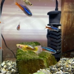 【取引中】熱帯魚　ネオンテトラ　グッピー　ヤマトヌマエビの画像